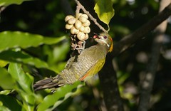 Lesser Yellownape Feeding