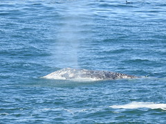 Whale Watching on Oregon Coast (Depoe Bay) - October 14, 2017