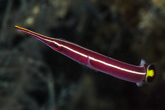 Gobiesocidae (Clingfishes)