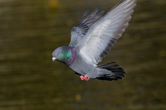 Doves & Pigeons 