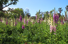 Wollongong Botanic Gardens