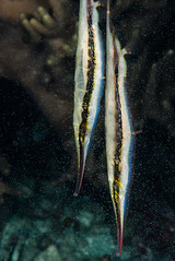 Centriscidae (Shrimpfishes)