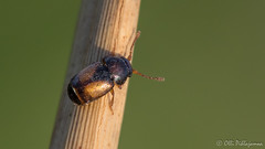 Coleoptera: Kateridae of Finland