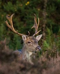 Fallow Deer (of Cannock Chase)
