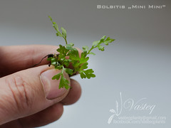 Bolbitis "Mini-Mini"