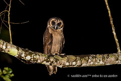 褐林鴞 Brown wood owl