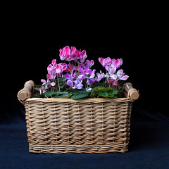 THE CYCLAMEN COLLECTION