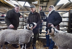 Hawes Auction Mart, annual show and sale of Rams, October 2017 