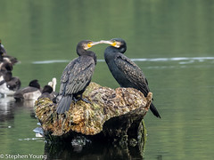 Kissing Cormorants