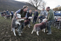 Buttermere Shepherds Meet, October 2017