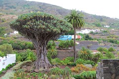 Vacation 2017 - Tenerife island