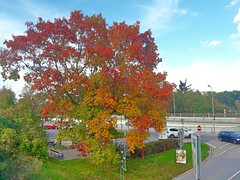 Colourful Tree