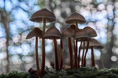 Paddestoelen - Mushrooms
