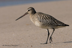 Fuselo | Bar-tailed godwit (Limosa lapponica)