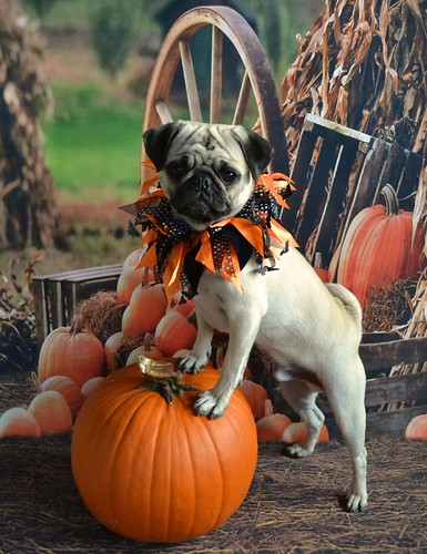 Boo Lefou Posing On A Pumpkin For You!