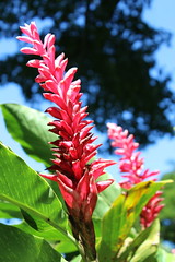 Hawai'i Botanical Garden