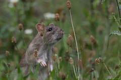 Surmulot - Brown Rat (Rattus norvegicus)