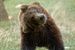 Libearty Bear Sanctuary, Romania September 2017
