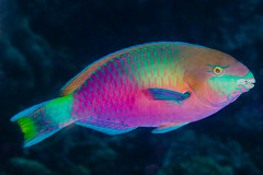Scaridae (Parrotfishes)