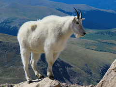 Mt. Evans Road (and the Mountain Goats)