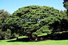 Umbrella Pine Tree at New York Botanical Garden
