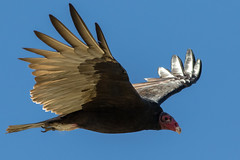 Turkey Vulture's