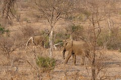 Kruger National Park South Africa 22nd September 2017