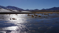 Chile 05 Atacama Laguna