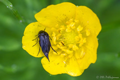 Coleoptera: Mordellidae of Finland