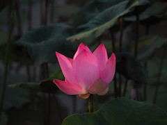 2017-10 巴雅英達濕地公園荷花攝影 Dengkil Wetlands Lotus