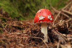 Pilze & Mushrooms
