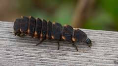 Coleoptera: Lampyridae of Finland
