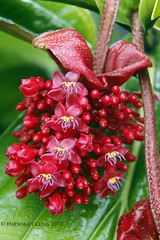 Medinilla miniata (Melastomataceae)