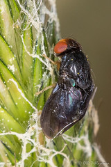 Diptera: Brachycera: Drosophilidae