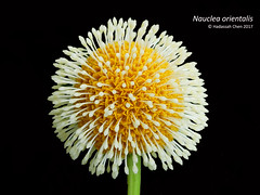 Nauclea orientalis (Rubiaceae)