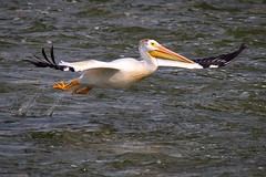Big Birds Of The Menasha Dam