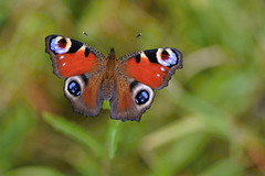 Butterflies - Nymphalidae (babočkovití)