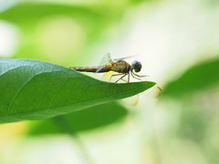 2017-10 吉隆坡蝴蝶公園蜻蜓攝影 Dragonfly shooting at KL Butterfly Park