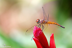 Dragonflies & Damseflies of Thumboor