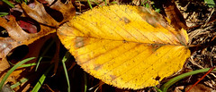 Leaves from North Carolina