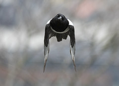 Skjære (Eurasian Magpie)