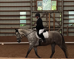 horse show may 2017