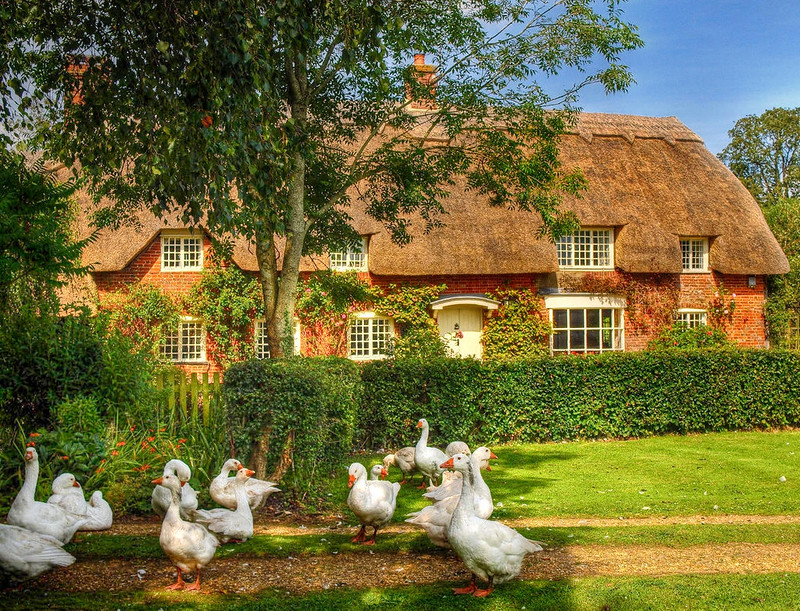 Thatched cottage and geese in the New Forest. Credit Anguskirk, flickr