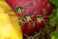 Social Wasps in Flight  - Vespidae - fliegende soziale Wespen