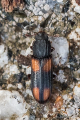 Coleoptera: Zopheridae of Finland