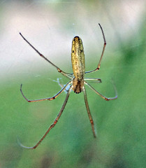 Longjawed Orbweaver Spider (Tetragnatha sp.); Mount Rainier, PGC, Maryland; Sep 4, 2014