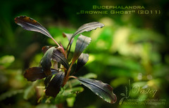 Bucephalandra "Brownie Ghost 2011"