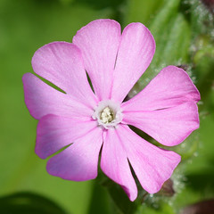 Caryophyllaceae (Pink Family)