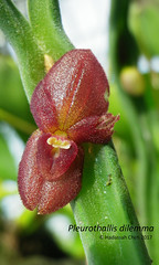 Pleurothallis dilemma (Orchidaceae)
