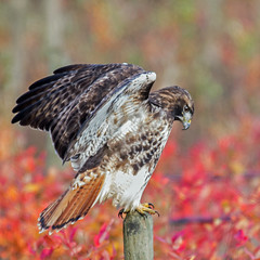 RED-TAILED HAWKS